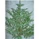 Spruce Tips