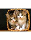 Cat Supplies
