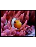 Tropical Fish Supplies