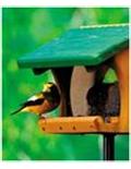 Wild Bird