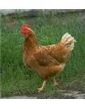 Chicks/Ducks/Geese Breeds & Supplies