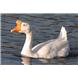 White Chinese Goose
