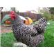 Barred Rocks