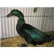 Cayuga Duck