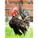 Bantams