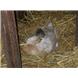 Buff Orpington Duck
