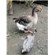 Toulouse goose