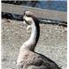 African goose