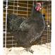 Black australorps
