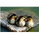 Mallard