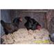 Cornish X (Meat Birds)