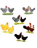 Poultry