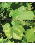 Fungicides