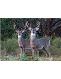 Deer Season Products
