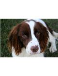 Pet food and supplies