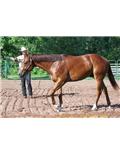 Livestock Feed & Supplies