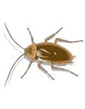Pest Control Products