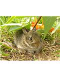 Pest Control Products