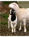 Goat & Sheep Supplies