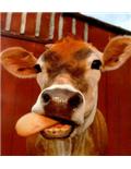 Cattle & Swine Supplies