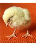 Poultry Supplies & Wild Bird Supplies