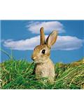 Rabbit & Small Animal Supplies
