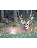 Deer Feed, Plot Mix & Salt Licks