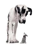 Pet Supplies