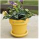 Yellow Flower Pot