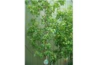 Flame Amur Maple