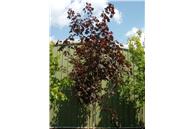 Royal Red Maple