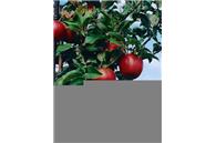 Honeycrisp Apple