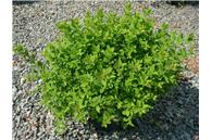 Little Princess Spirea