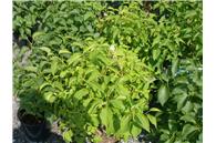 Common White Lilac