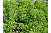 Engleman Ivy Vine