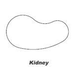 Kidney