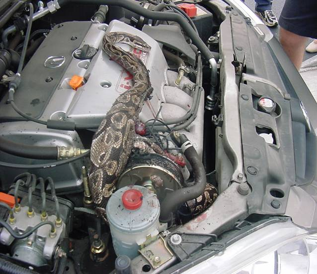 snake and fan belt.bmp
