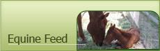 Equine Feed