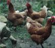 Horse N Hound Feed N Supply, Inc.