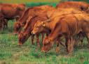 Horse N Hound Feed N Supply, Inc.