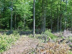 Clearing trees for the indoor riding arena