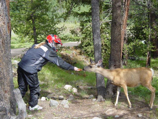 Hey, where's the beef? Oh well, I guess bread is better than grass.