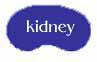 Kidney