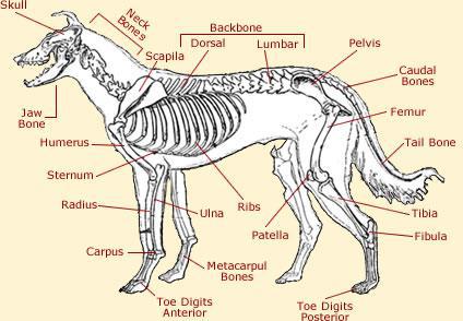 doganatomy.jpg