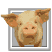 swine