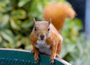 squirrel.jpg