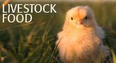 Livestock Feed