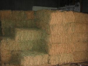 South Louisiana Seed Company - Pet Food