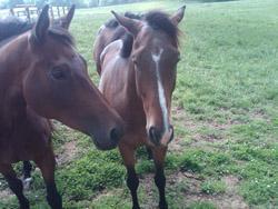 Horse Rescue