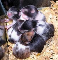 Hamsters